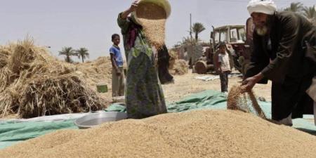وزير الزراعة: نتوقع أن يصل انتاج القمح هذا العام إلى 10 ملايين طن
