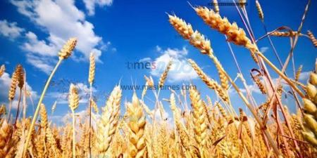 توريد 103 ألف طن قمح لصوامع وشون بني سويف