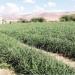 الأغوار الجنوبية.. تدني أسعار البصل يضع المزارعين أمام خسائر جديدة
