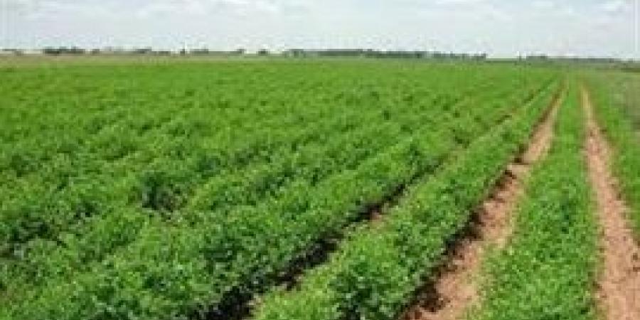 عماد عوض: اهتمت الدولة المصرية بالمشاريع التنموية وبينها الاهتمام بالتنمية الزراعية