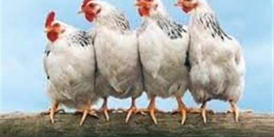 بورصة الدواجن اليوم.. أسعار الفراخ البيضاء الآن 9-5-2025 في الأسواق