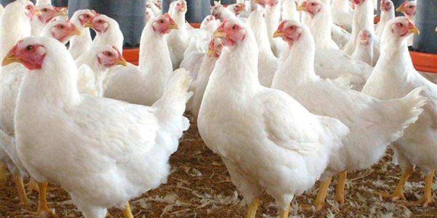 بورصة الدواجن اليوم.. أسعار الفراخ البيضاء الآن 10-5-2025 في الأسواق