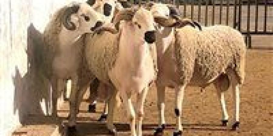 ما هي العيوب التي لا تجوز في الأضحية؟