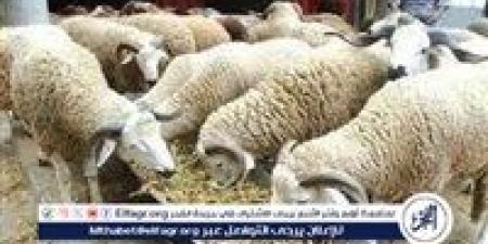 وزارة الأوقاف تعلن: صك الأضحية 2025 بـ7000 جنيه للمستورد و9500 جنيه للبلدي