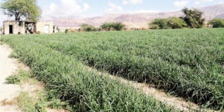الأغوار الجنوبية.. تدني أسعار البصل يضع المزارعين أمام خسائر جديدة