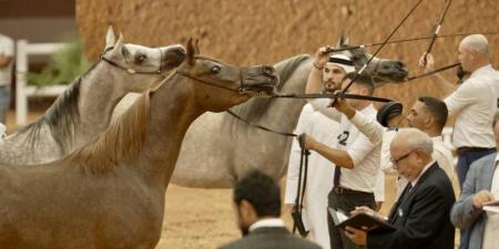 171 خيلاً تشارك في كأس الإمارات العالمي لجمال الخيل العربية بالمغرب