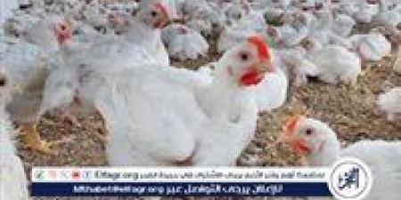 بورصة الدواجن.. أسعار الفراخ البيضاء اليوم الجمعة 9-5-2025 في قنا
