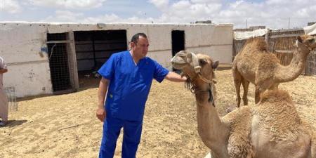 "بحوث الصحراء" يطلق قافلة بيطرية لتحسين صحة الثروة الحيوانية في الشيخ زويد ورفح