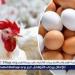 الإصلاح الزراعي يواصل دعم المواطنين والمزارعين.. طرح بيض بأسعار مخفضة