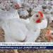 بورصة الدواجن.. أسعار الفراخ البيضاء اليوم الجمعة 9-5-2025 في قنا