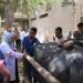علاج 1045 حالة من الماشية بالمجان ضمن القافلة البيطرية بقرية الأعلام مركز الفيوم