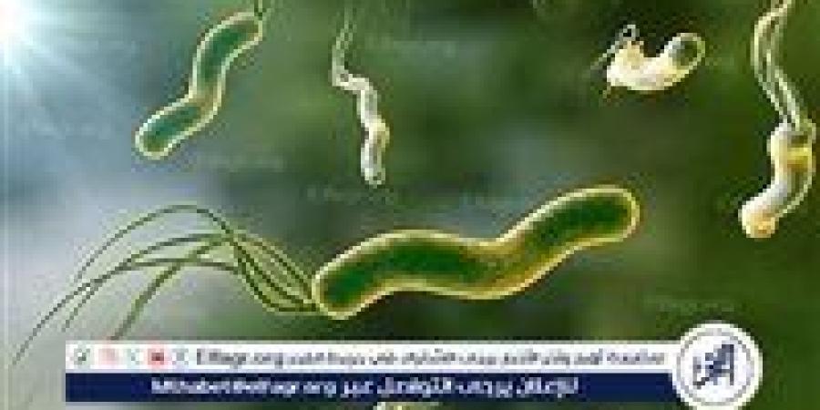 هيئة الدواء المصرية توضح: 3 عادات صحية للوقاية من جرثومة المعدة