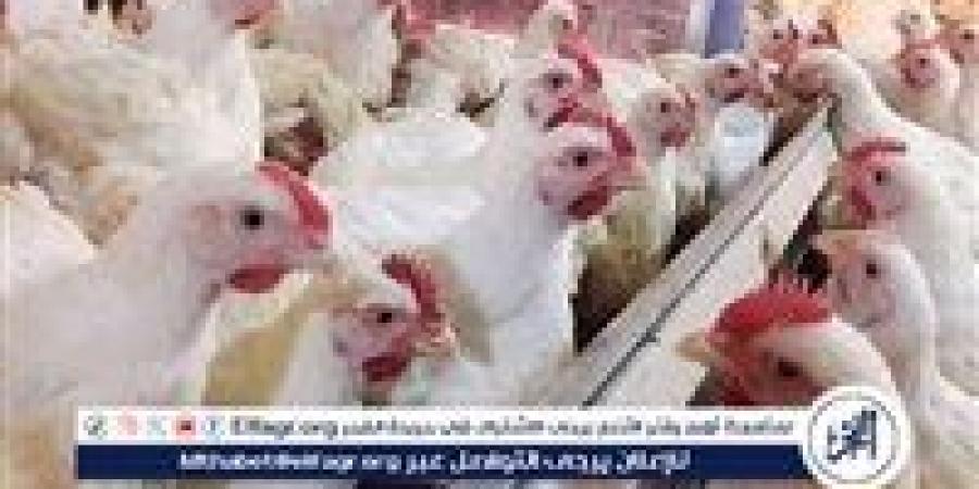 بورصة الدواجن.. أسعار الفراخ البيضاء اليوم الخميس 8-5-2025 في قنا