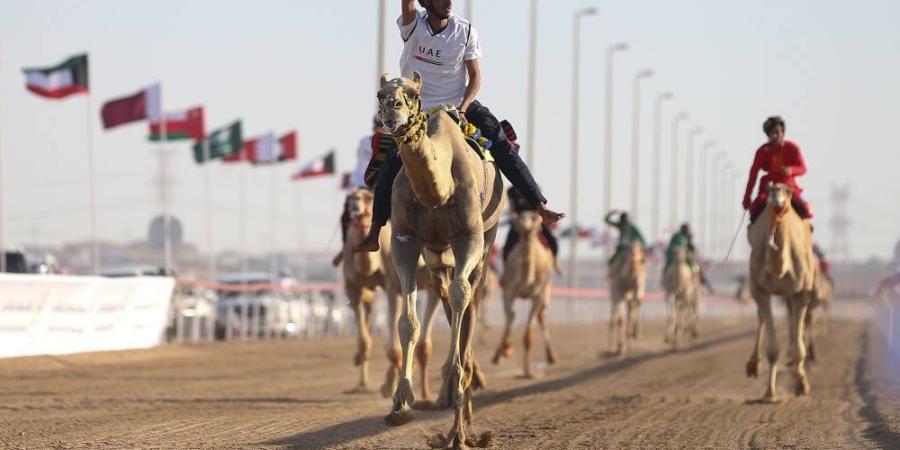 السباق الآسيوي يطلق المهرجان الختامي للهجن
