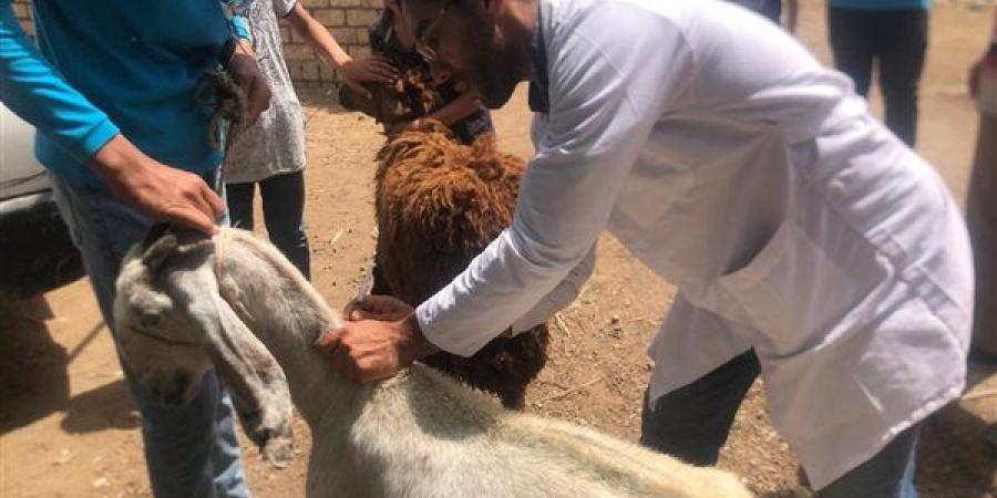 قافلة بيطرية لخدمة أهالي أبو عليوة الشرقية بسيدي سالم
