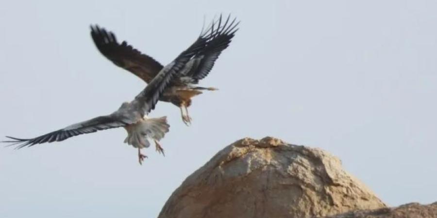 في يومها العالمي.. الحدود الشمالية ملاذ طبيعي للطيور المهاجرة
