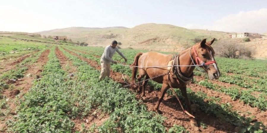 تراجع مساحتها بنسبة 60 %.. الزراعات الصيفية في جرش بأسوأ حالاتها