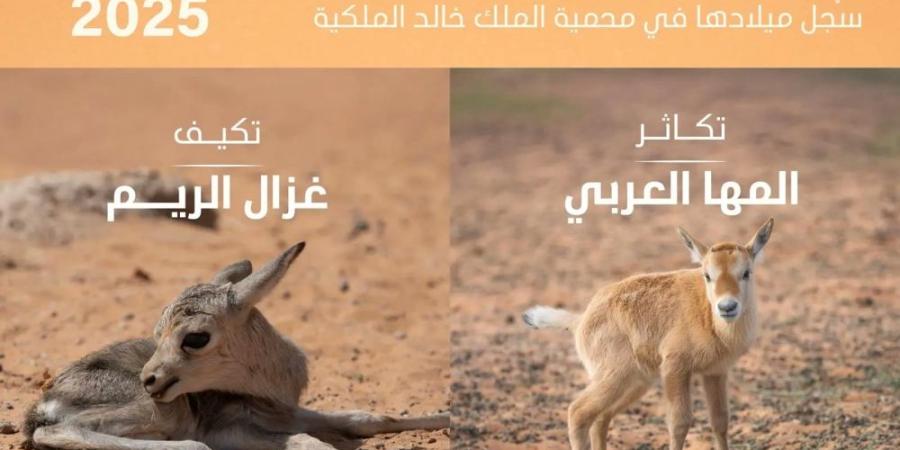 تسجيل ولادة 74 حيوانًا بريًا في محمية الملك خالد الملكية